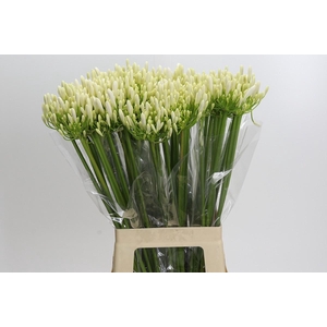 Agapanthus EYFORI White