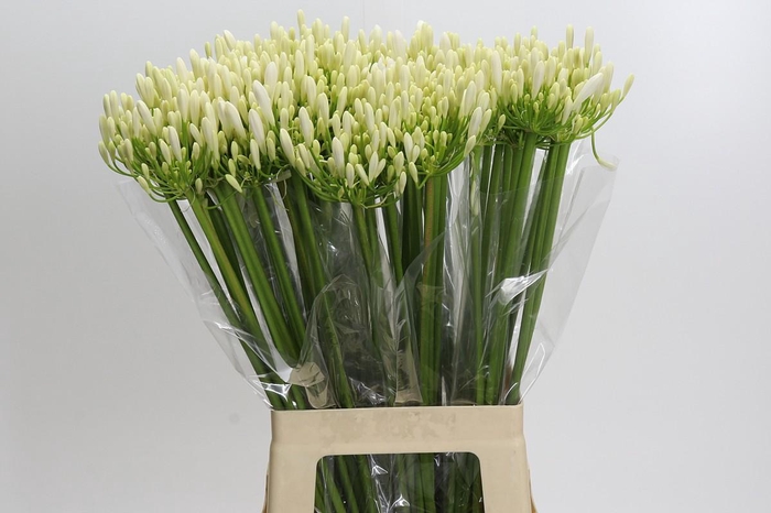 <h4>Agapanthus Eyfori White</h4>