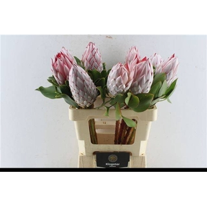 PROTEA CYNAROIDES