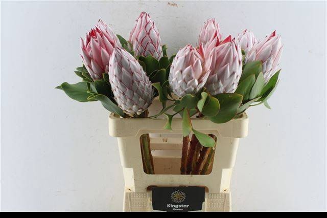 <h4>PROTEA CYNAROIDES</h4>