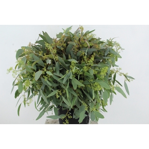 EUC POPULUS BERRY 300GR SUPERDEAL