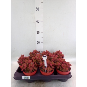 Cotyledon tome. ladys.