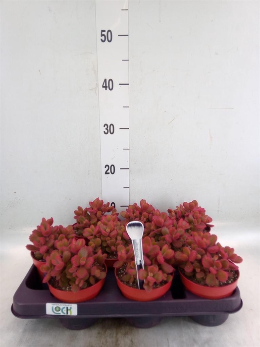 <h4>Cotyledon tome. ladys.</h4>