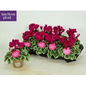 CYCL MIDI PICASSO PURPLE