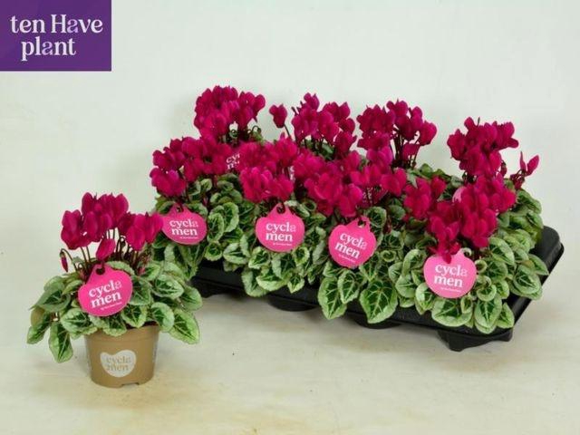 <h4>CYCL MIDI PICASSO PURPLE</h4>