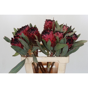 Protea Barbigera Ruby Princess Air