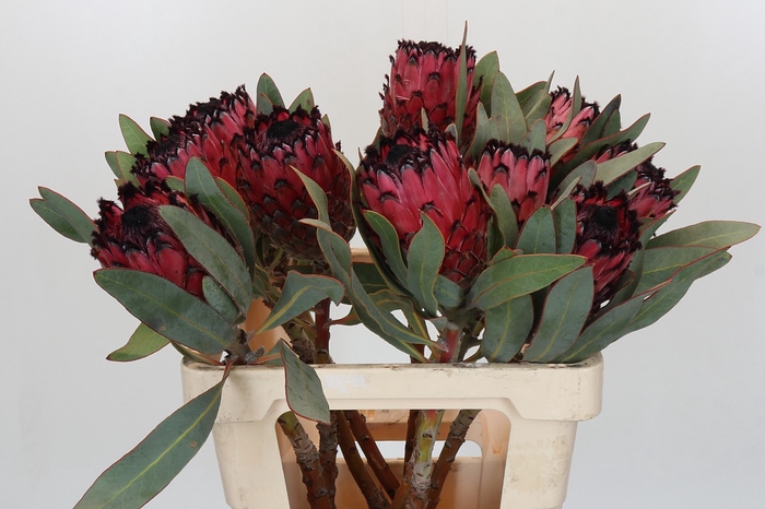 <h4>Protea Barbigera Ruby Princess Air</h4>