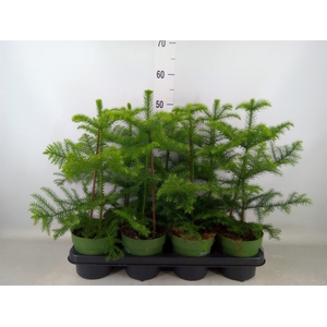 Araucaria heterophylla