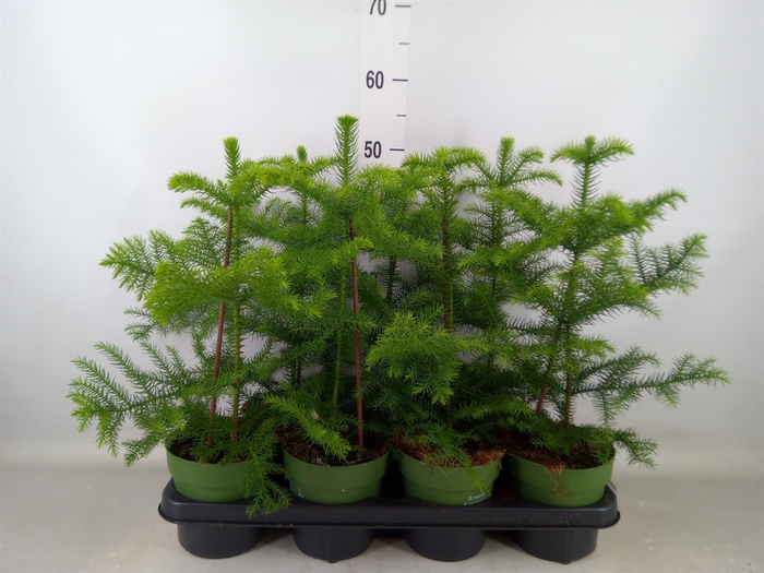 <h4>Araucaria heterophylla</h4>