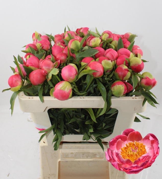 <h4>PAEO CORAL CHARM</h4>