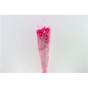 Dried Briza Maxima Fuchsia Bunch