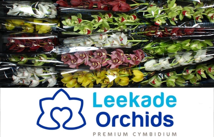 <h4>Cymbidium Mix Valentine</h4>