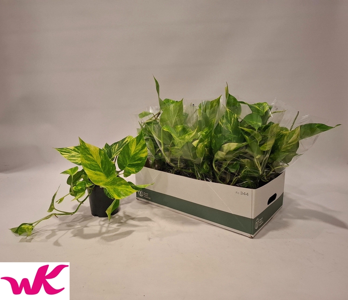 <h4>EPIPR AUREUM</h4>