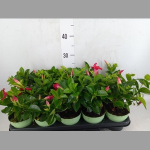 Mandevilla am. 'Sundav Red'