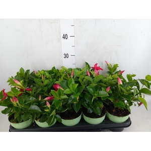 Mandevilla am. 'Sundav Red'