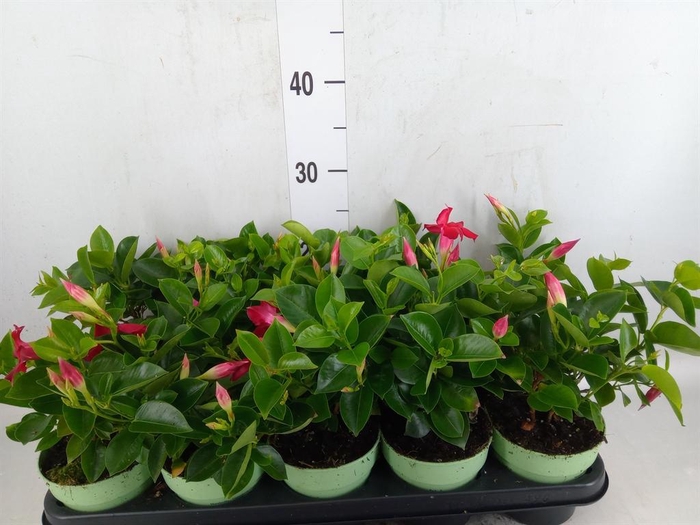 <h4>Mandevilla am. 'Sundav Red'</h4>
