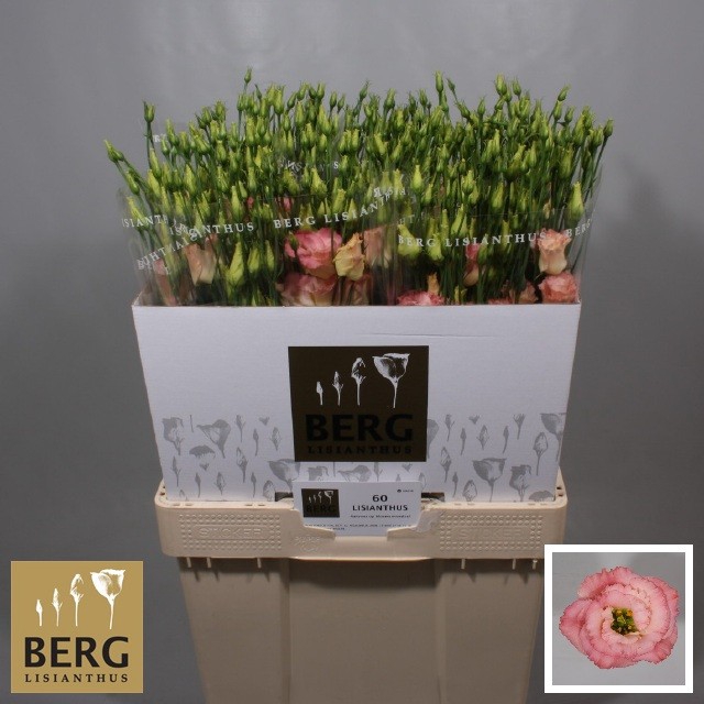 <h4>Lisianthus Alissa Champagne</h4>