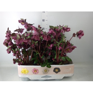 Helleborus  'Fkiss Charmer'