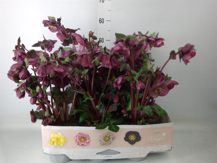 <h4>Helleborus  'Fkiss Charmer'</h4>