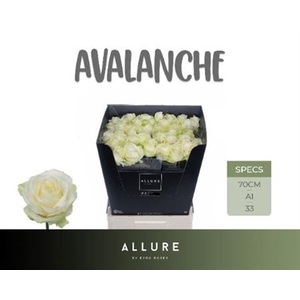 R Gr Avalanche+
