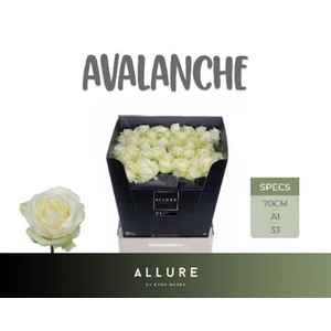 R Gr Avalanche Allure 70cm