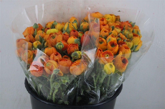 <h4>Ran Elegance Orange</h4>