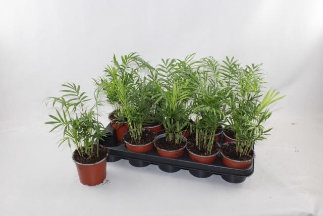 <h4>CHAMAED ELEGANS</h4>