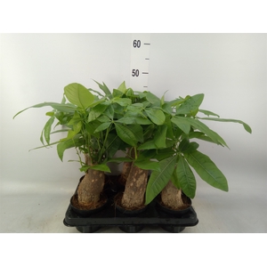 Pachira aquatica