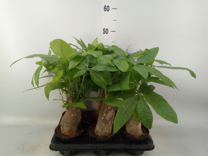 <h4>Pachira aquatica</h4>