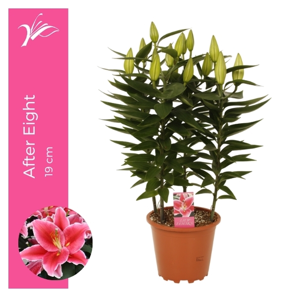 <h4>Lilium After Eight 19 cm (or. lelie)</h4>