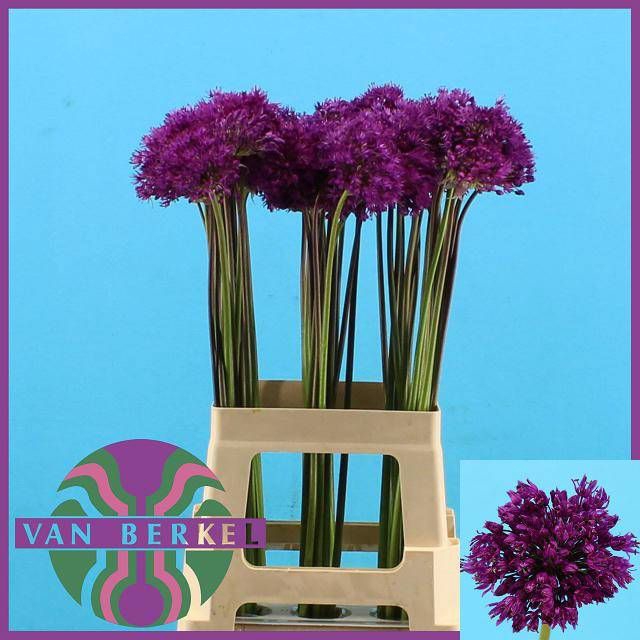 <h4>ALLIUM PURPLE SENS</h4>