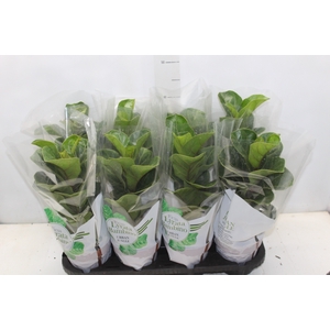 FICUS LYRATA BAMBINO P15 COMPACTO