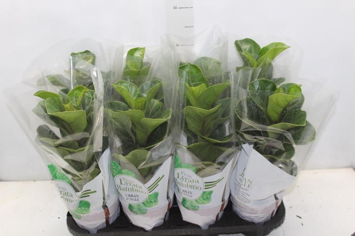 <h4>FICUS LYRATA BAMBINO P15 COMPACTO</h4>