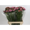 Scabiosa Focal Popsicle