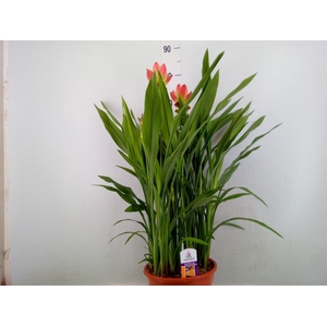 Curcuma alism. 'Siam Solar'