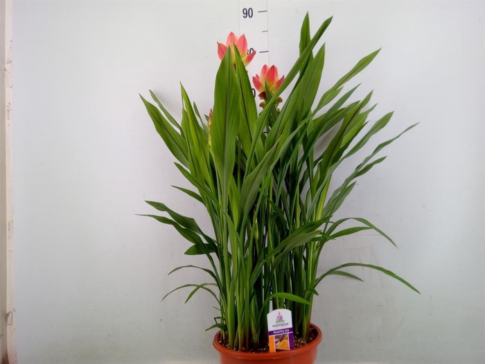 <h4>Curcuma alism. 'Siam Solar'</h4>