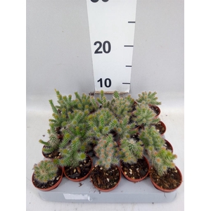 Opuntia