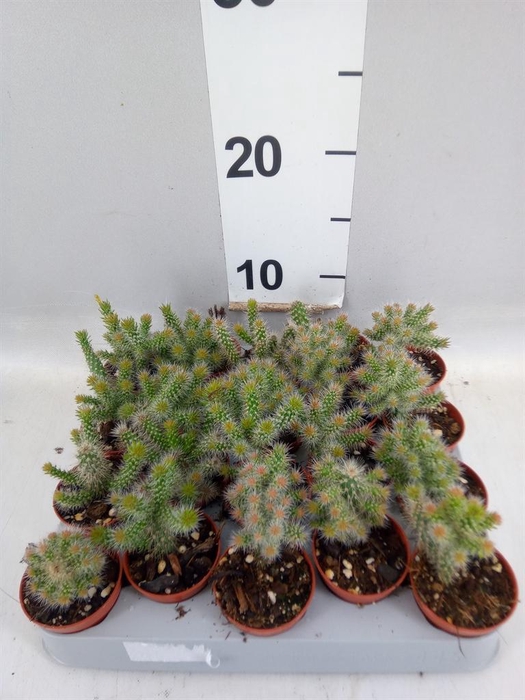 <h4>Opuntia</h4>
