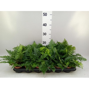 Athyrium   ...