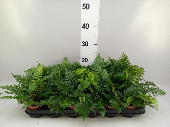 <h4>Athyrium   ...</h4>