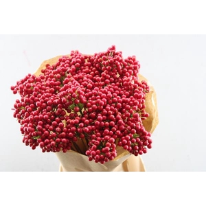 Droog Berrie Enkel Rood X25