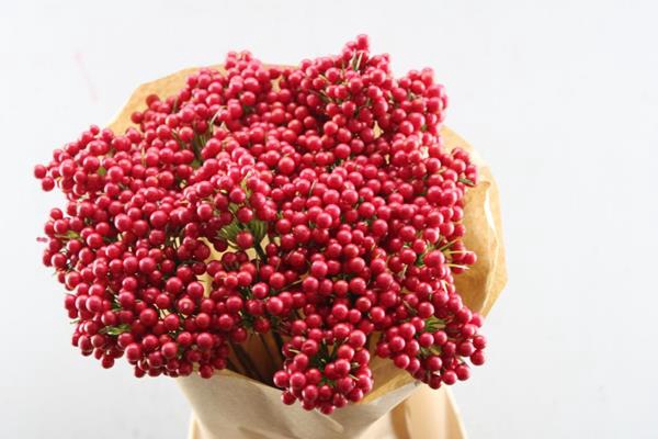 <h4>Droog Berrie Enkel Rood X25</h4>