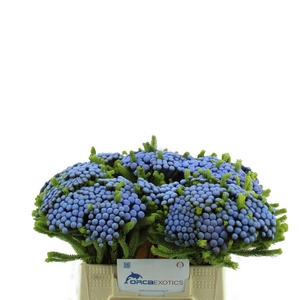 Kaaps Brunia Albiflora Geverfd