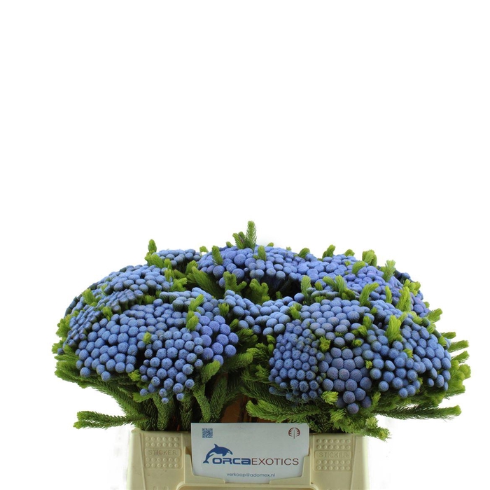 <h4>Kaaps Brunia Albiflora Geverfd</h4>