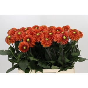 Dahlia Orange Fox