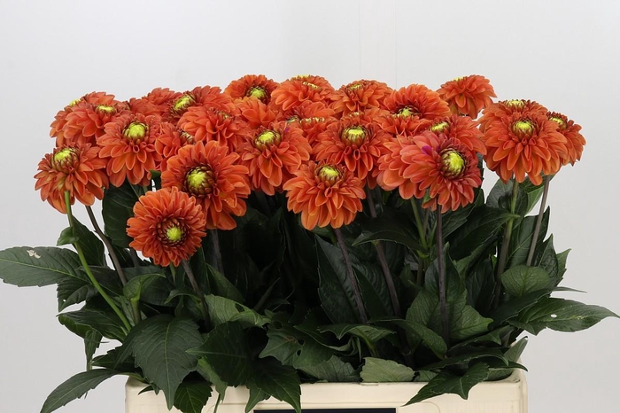 <h4>Dahlia Orange Fox</h4>