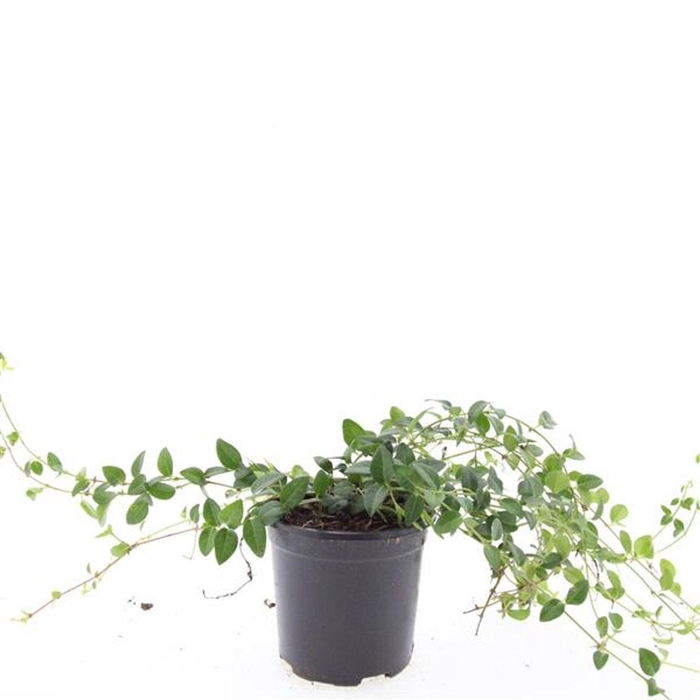 <h4>Vinca Alba</h4>