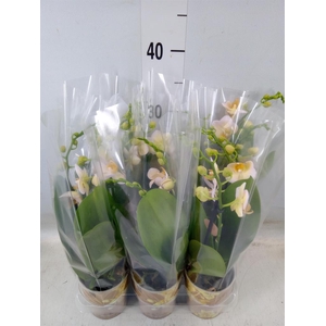 Phalaenopsis multi.   ...yellow