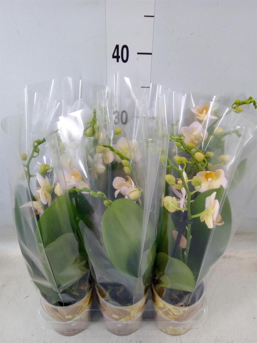 <h4>Phalaenopsis multi. ...yellow</h4>