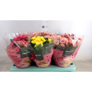 Begonia elat. DU   ...mix